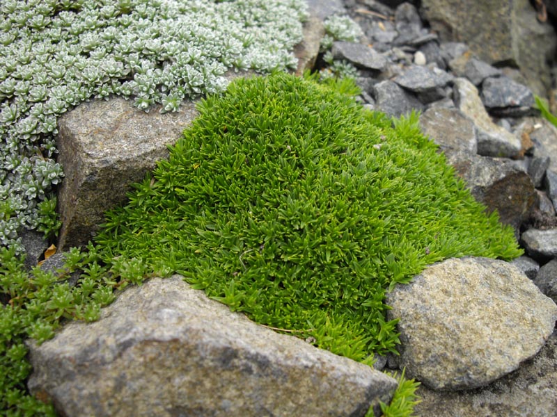 Minuartia circassica en fleurs dans des éboulis ensoleillés du Caucase